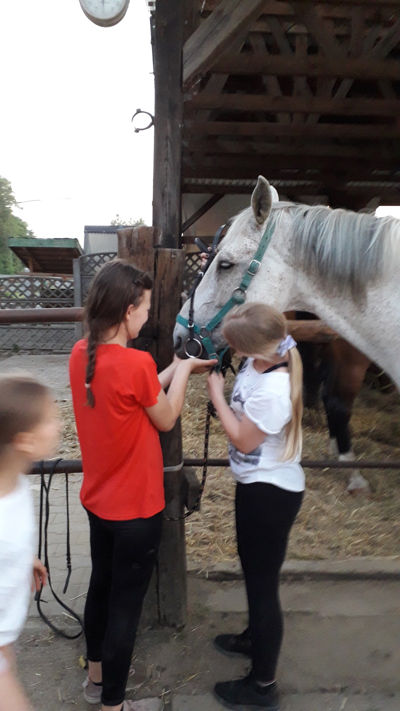 karmienie-koni-poznan-zajecia-dla-dzieci-konie
